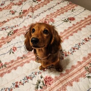 Meet your Posher, Daisy